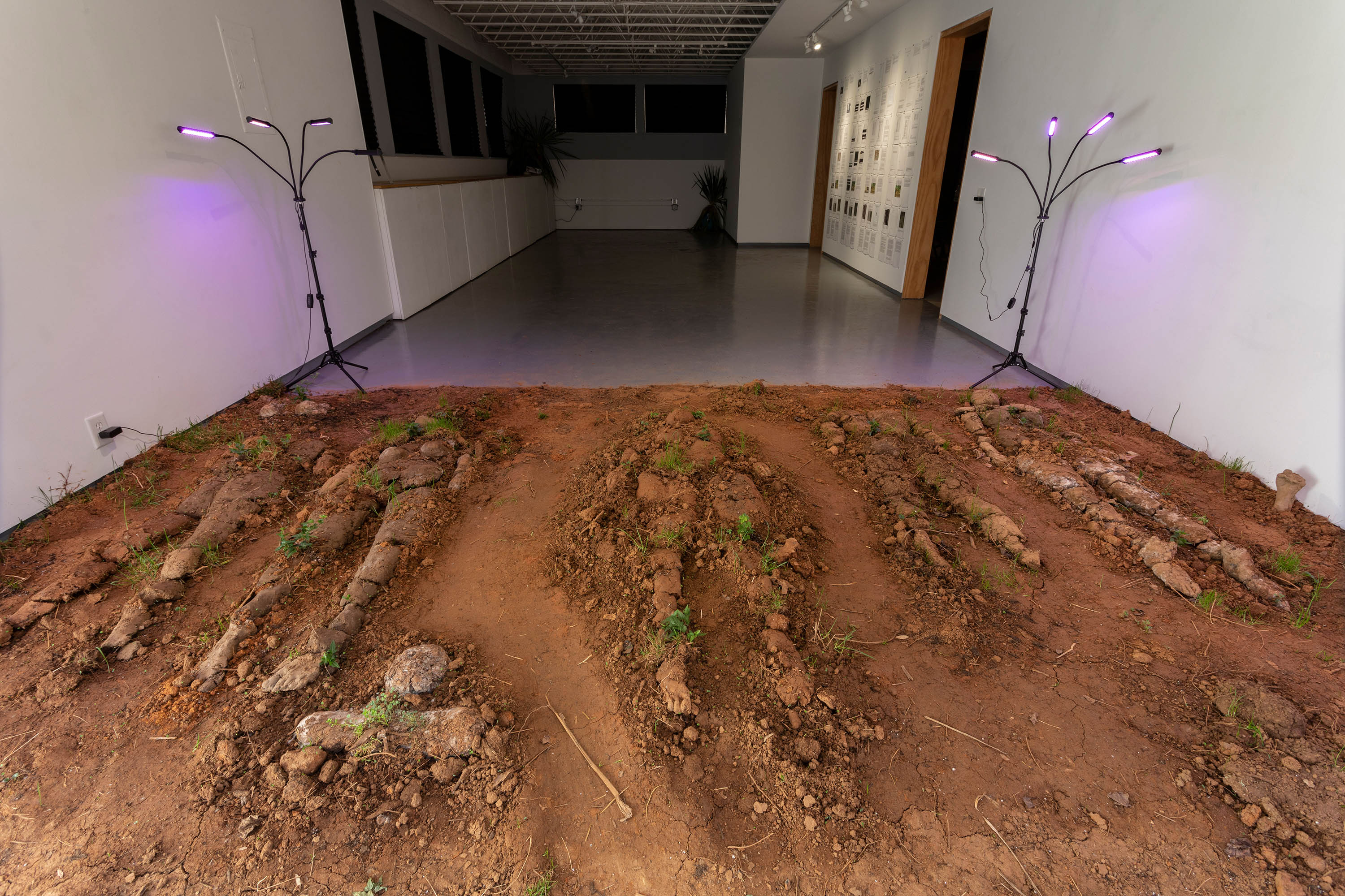 “A Poetic of Living” is a soil installation spanning the distance of the two furthest walls of the space. The soil is positioned in a large rectangle and sourced from Pen Park and Farmington Country Club in Virginia. The soil is eight inches thick off the floor. There are four standing grow lights, one on each corner lighting the soil. Buried in the soil are five bodies evenly spaced in a row and made of soil. From the bodies, celosia and grass are growing. Busts growing vegetation and fungus are also placed in the soil. The soil installation has to be walked over to enter the space. 